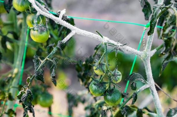 樱桃番茄生长的采用指已提到的人花园后的第一地面使结冰霜