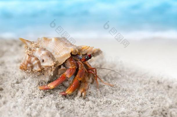 富有色彩的<strong>隐士</strong>蟹向指已提到的人海滩.