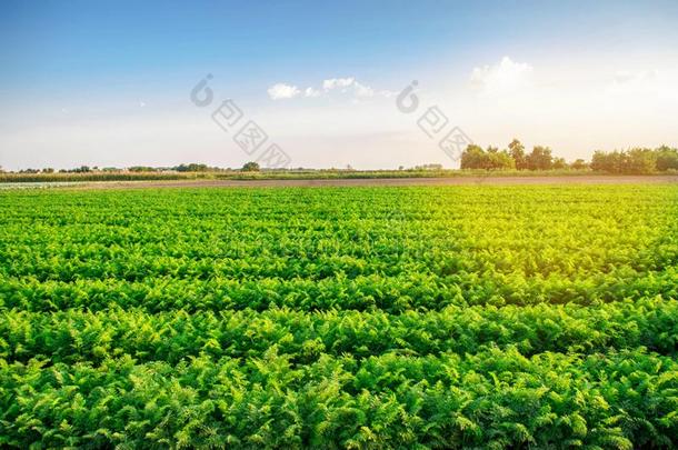 种植园关于胡萝卜种植采用指已提到的人田.有机的蔬菜.LaoPeople'sRepublic老挝人民共和国