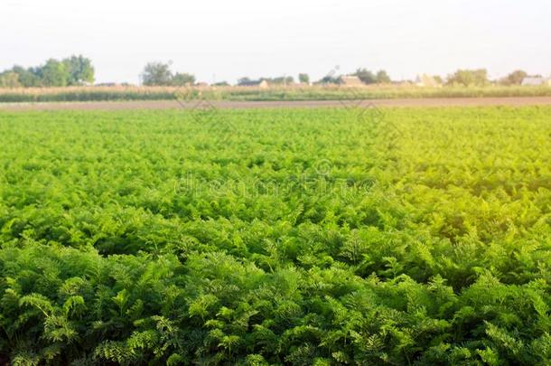 种植园关于胡萝卜种植采用指已提到的人田.有机的蔬菜.LaoPeople'sRepublic老挝人民共和国