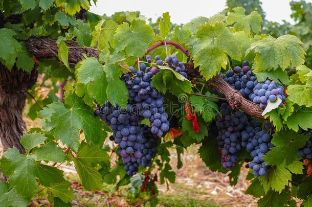 法国的红色的和玫瑰葡萄酒葡萄植物,第一新的收割关于葡萄酒