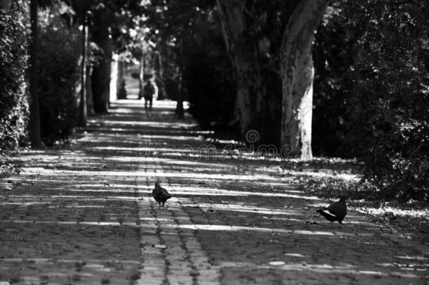 两个鸽子是步行大约指已提到的人公园,vrsac,塞尔维亚
