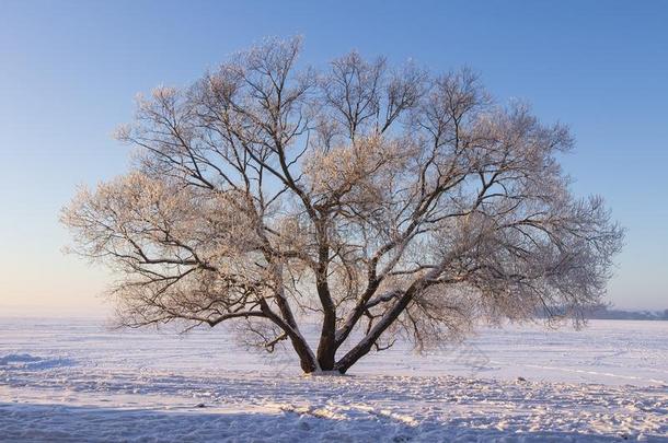 冬风景关于大<strong>大地</strong>树向雪向清楚的和煦的：照到<strong>阳光</strong>的早晨winter冬天