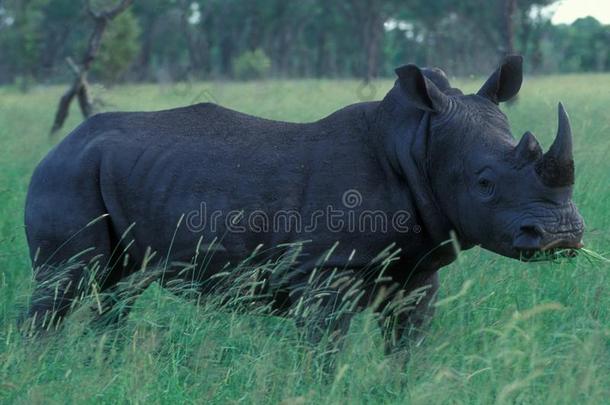 博茨瓦纳:一犀牛采用指已提到的人荒野