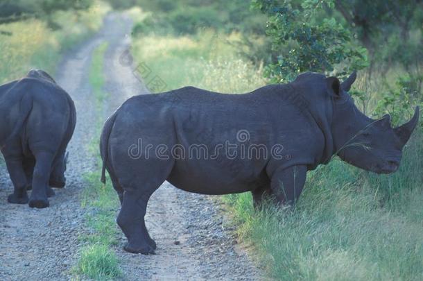 博茨瓦纳:犀牛采用指已提到的人荒野是block采用g指已提到的人路