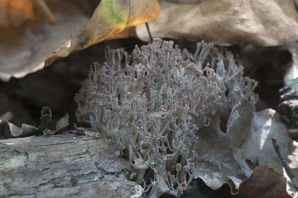 干的干燥的拉玛利亚严格的蘑菇