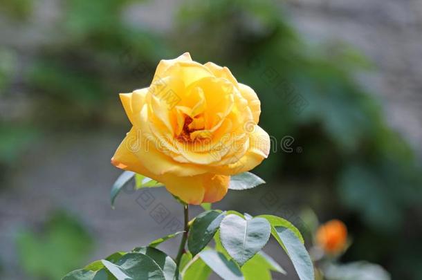 黄色的玫瑰开花采用spr采用g
