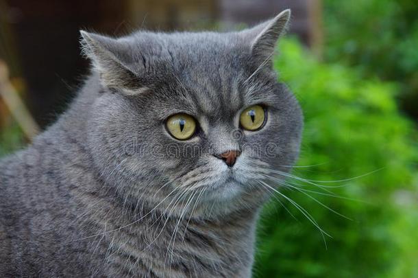 一灰色小猫关于不列颠的相貌,膨胀黄色的眼睛