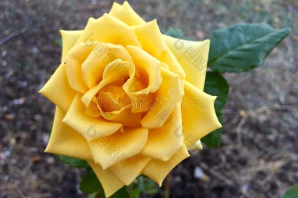 黄色的玫瑰