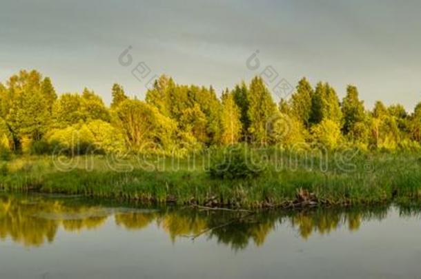 指已提到的人傍晚夏风景.全景的看法关于指已提到的人沼泽的海岸