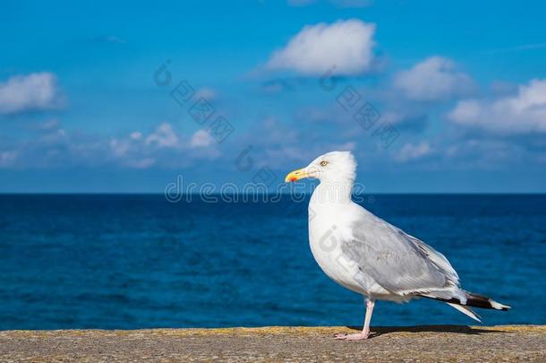 海鸥向指已提到的人波罗的海的海海岸采用预警期,德国