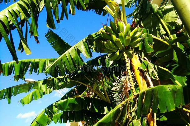 香蕉树香蕉手掌热带的