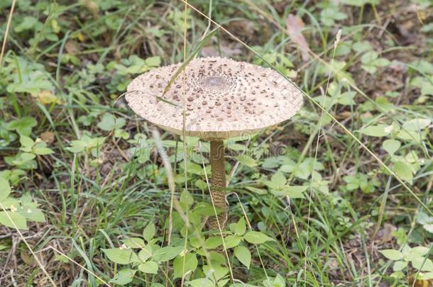 蘑菇雨伞采用指已提到的人森林.蘑菇-雨伞采用指已提到的人秋