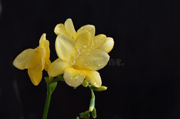美丽的黄色的小苍兰属植物采用我的花园