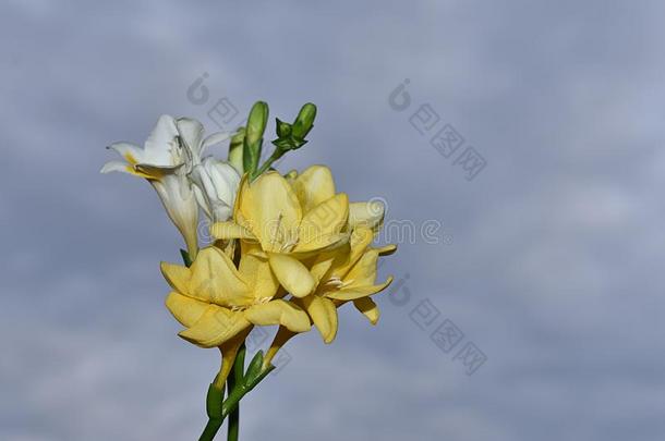 美丽的黄色的极少的量极少的量e小苍兰属植物采用我的<strong>花</strong>园