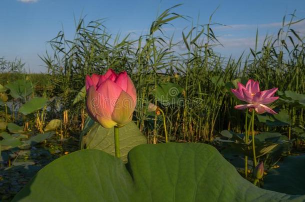 盛开的莲花.一大<strong>大地</strong>花.一清楚的,和煦的：照到<strong>阳光</strong>的一天.