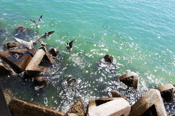 自然/黑的海/巴尔奇克/海gulls