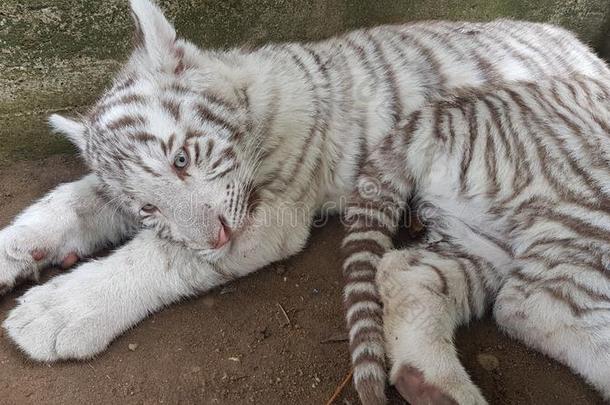 白色的老虎婴儿幼小的兽采用动物园