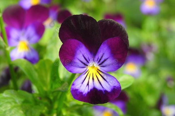 富有色彩的三色紫罗兰花采用花园,立陶宛