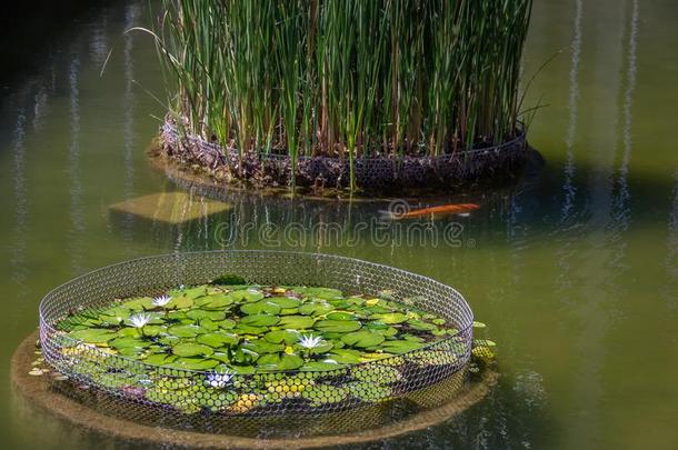 若虫莲花花和锦鲤鱼在Itamar在y宫池塘-Brazil巴西