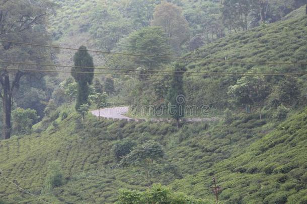 自然美好山小山茶水花园