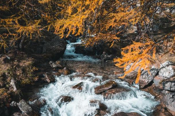 瀑布在之间落叶松树,秋风景,阿尔卑斯山的流动的