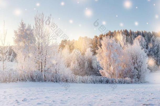 圣诞节背景.冬早晨.自然冬风景winter冬天