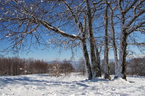 美丽的下雪的山森林和蓝色天.和煦的：照到阳光的风景优美的winter冬天