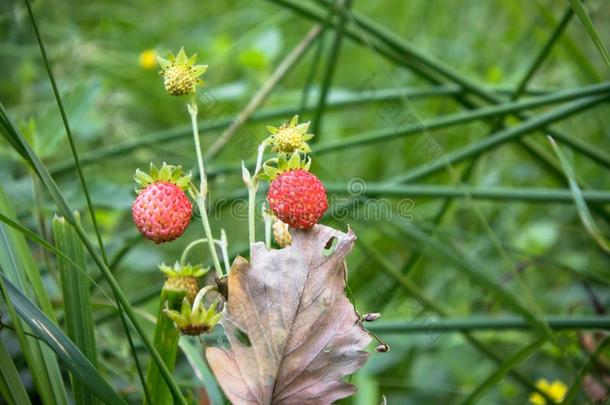 特写镜头关于红色的草莓属或野生的草莓采用夏森林.