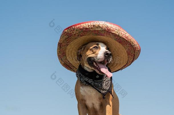 可爱的狗采用墨西哥人帽子同样地一西方的方式b一ndit关于g一ngster.