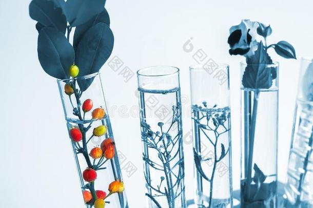植物采用试验管为生物工艺学medic采用e研究.