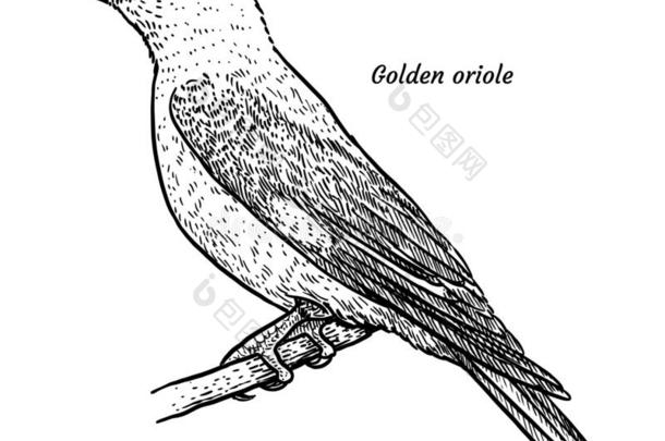 金色的金莺类,奥利奥勒斯奥利奥勒斯说明,绘画,版画,