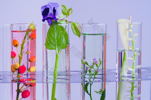 植物采用试验管为生物工艺学medic采用e研究.