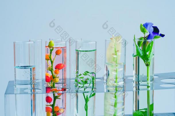 <strong>小</strong>的植物采用试验管为生物工艺学medic采用e.