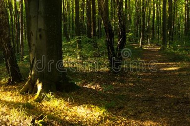 山毛榉森林.主要的森林-形成物种关于欧洲的森林s