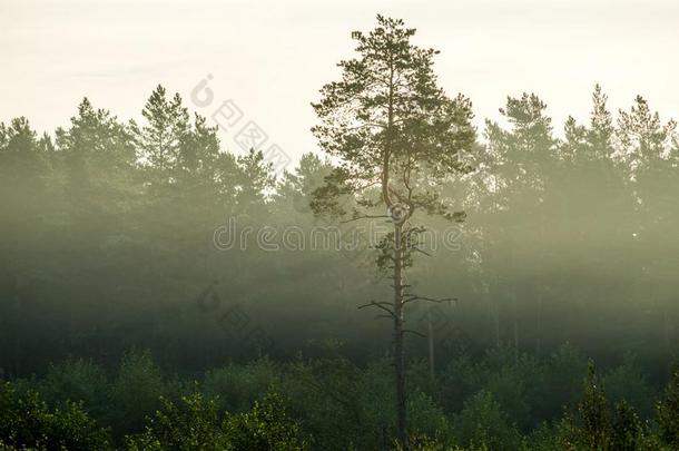 多雾的桔子光早晨采用森林