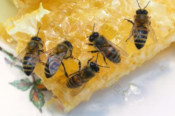 饥饿的蜜蜂吃蜂蜜一次向细胞.自然背景