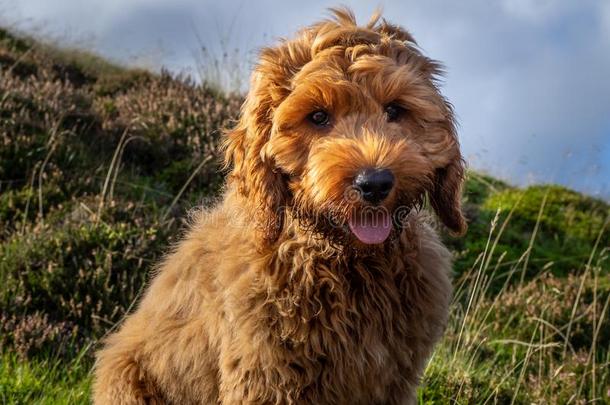 红色的cockerspaniel-poodlemix-breeddog一种英国的小猎<strong>犬</strong>-混种<strong>狮子</strong>狗小狗