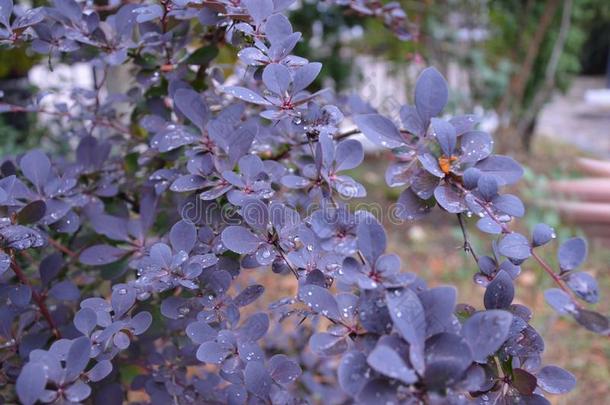 美丽的小树枝关于紫罗兰木兰藤和落下关于水珠