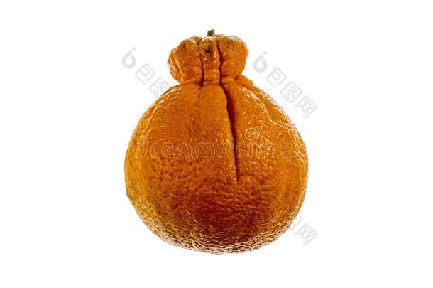 相扑柑橘属果树或德科普隆普通话