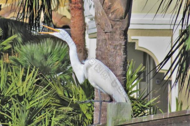 白鹭鸟白鹭鸟栖息在户外向一木制的甲板