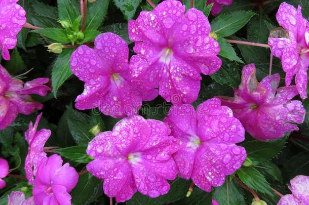 雨被<strong>湿透</strong>的紫色的凤仙花属植物花