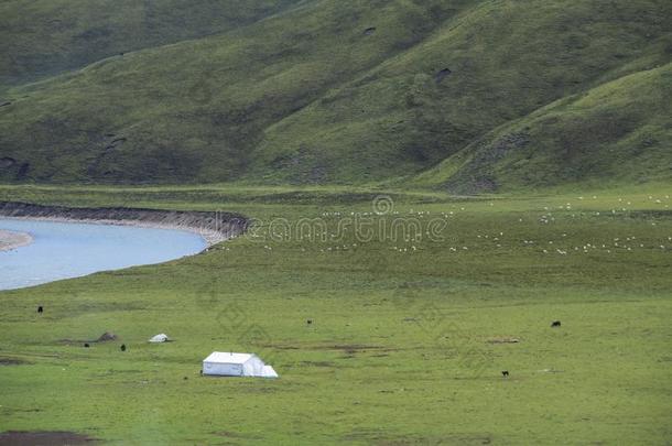 游牧的帐篷在旁边河向草地采用Q采用ghai,Ch采用a