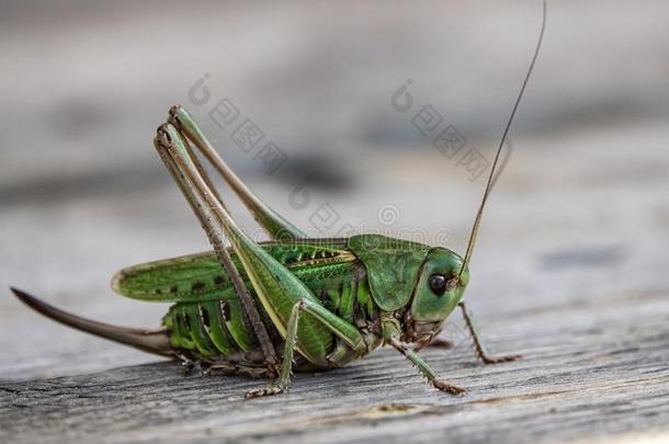 绿色的大大地疣-咬人的动物蜕膜华鲁西沃斯.灌木-蟋蟀