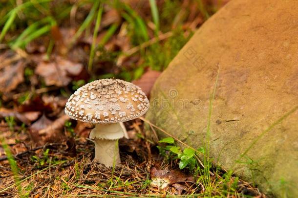 蘑菇-伞形毒菌美洲豹.有毒的蘑菇采用森林.奥图姆