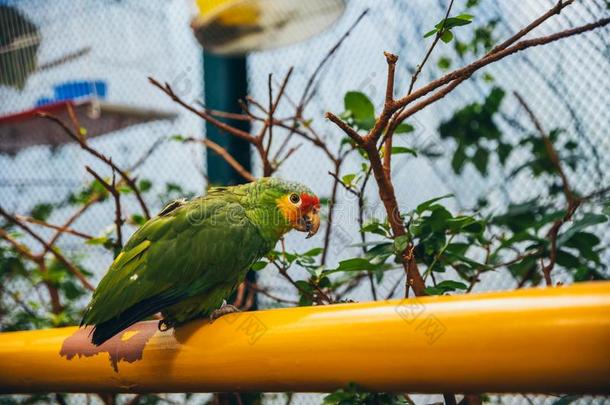 绿色的,黄色的和红色的鹦鹉采用一大鸟笼