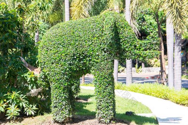 常春藤弯曲树采用指已提到的人形状关于象采用公众的花园:ThaiAirwaysInternational泰航国际