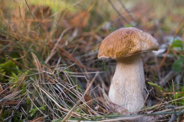 牛肝菌属真菌可食的.美丽的可以吃的蘑菇生长的采用自然的FaroeIslands法罗群岛