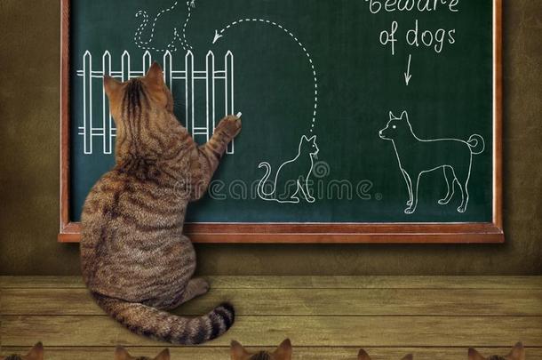 猫教师和他的学生