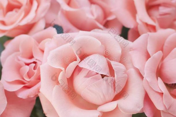 关在上面关于盛开的光粉红色的玫瑰.玫瑰花瓣和可爱的英文字母表的第19个字母